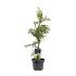 Cryptomeria j. 'Rasen'