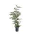 Cupressocyparis leylandii