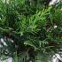 Cupressocyparis leylandii