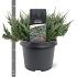 Juniperus h. 'Blue Chip'