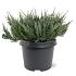 Juniperus h. 'Blue Chip'