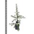 Larix decidua