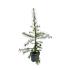 Larix decidua