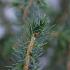 Picea omorika