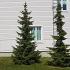 Picea omorika