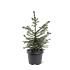 Picea omorika