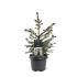 Picea omorika