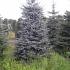 Picea pungens 'Blue Diamond'
