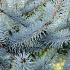 Picea pungens 'Blue Diamond'
