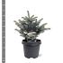 Picea pungens 'Glauca Globosa'