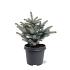 Picea pungens 'Glauca Globosa'