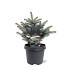 Picea pungens 'Glauca Globosa'