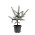Picea pungens 'Hoopsii'