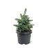 Picea sitchensis 'Tenas'