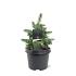 Picea sitchensis 'Tenas'