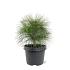 Pinus wallichiana