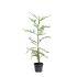 Sequoia sempervirens