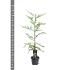 Sequoia sempervirens