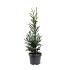 Sequoia s. 'Adpressa'