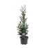Sequoia s. 'Adpressa'