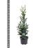 Sequoia s. 'Adpressa'