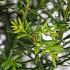 Taxus baccata