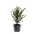 Taxus baccata