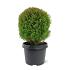 Thuja occ. 'Teddy'