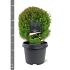 Thuja occ. 'Teddy'