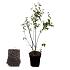 Amelanchier lamarckii