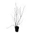 Amelanchier lamarckii