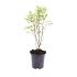 Cornus alba 'Elegantissima'