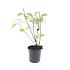 Cornus alba 'Kesselringii'
