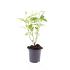 Cornus sericea 'Flaviramea'