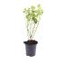 Cornus sericea 'Flaviramea'