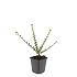Cotoneaster horizontalis