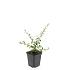 Cotoneaster suec. 'Coral Beauty'
