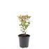 Diervilla splendens