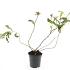 Diervilla splendens