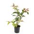 Diervilla splendens
