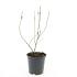 Diervilla splendens