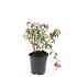 Fuchsia 'Madame Cornelissen'