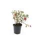 Fuchsia 'Madame Cornelissen'