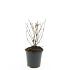 Fuchsia 'Madame Cornelissen'