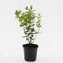 Hypericum androsaemum