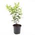 Hypericum androsaemum