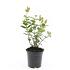 Hypericum androsaemum