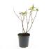 Hypericum androsaemum