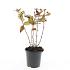 Hypericum andr. 'Albury Purple'
