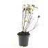 Hypericum i. Magical Red